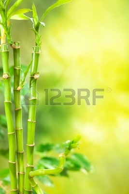 10582660-green-spa--bamboo-background