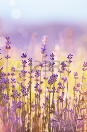 16909086-lavender-flowers-bloom-summer-time